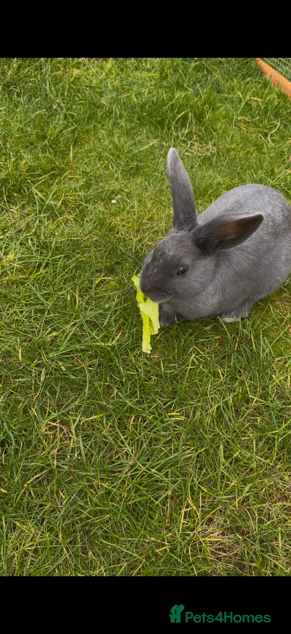 Beveren rabbits Male, blue Beveran  - Advert 1