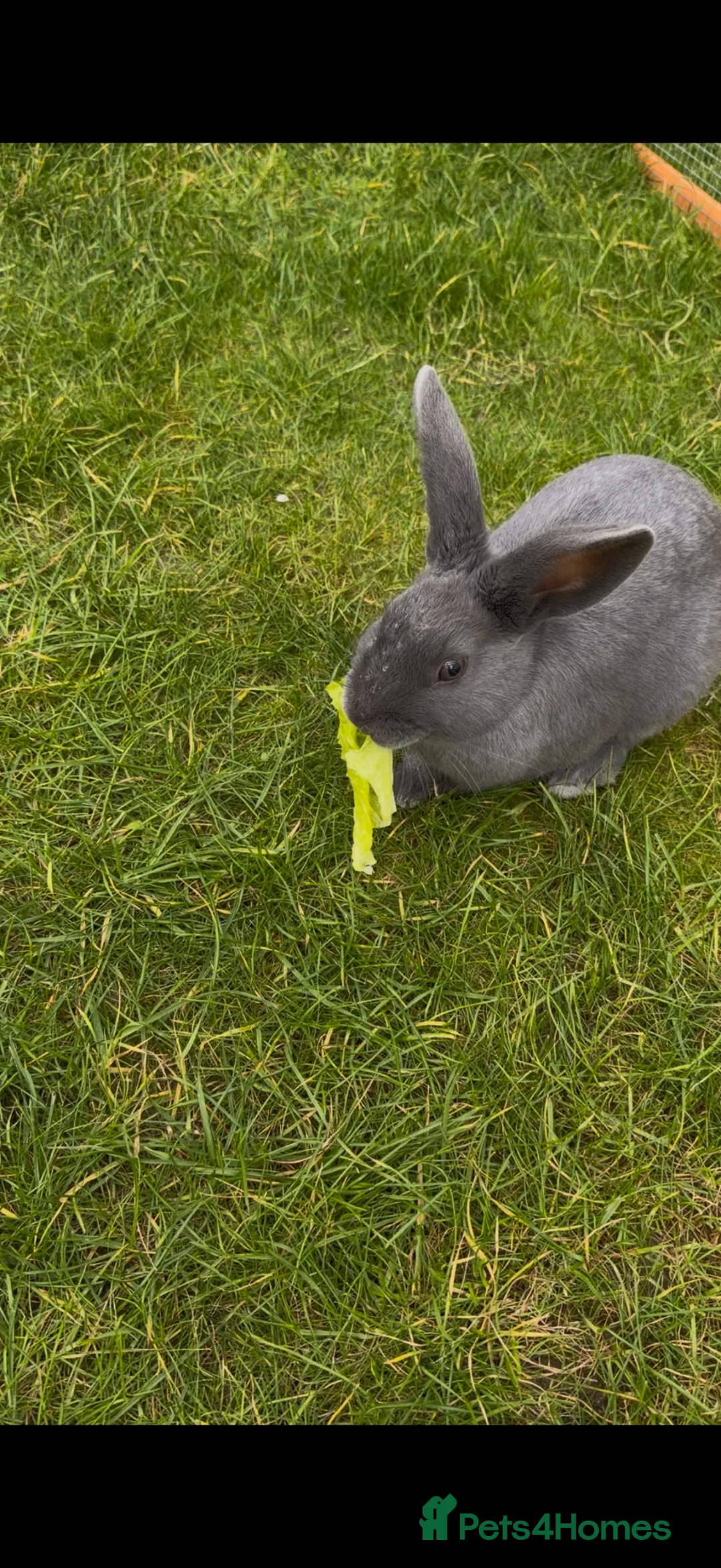 Beveren rabbits for sale: Male, blue Beveran  in Ipswich - Advert 1