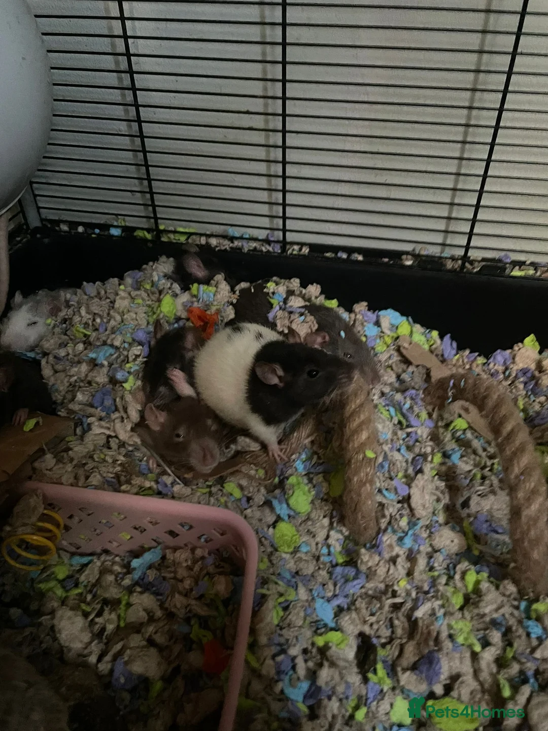Rat rodents for sale: Rehoming  - Advert 5