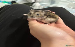 Hamster rodents for sale: Dwarf hamster (with cage) - Image 2