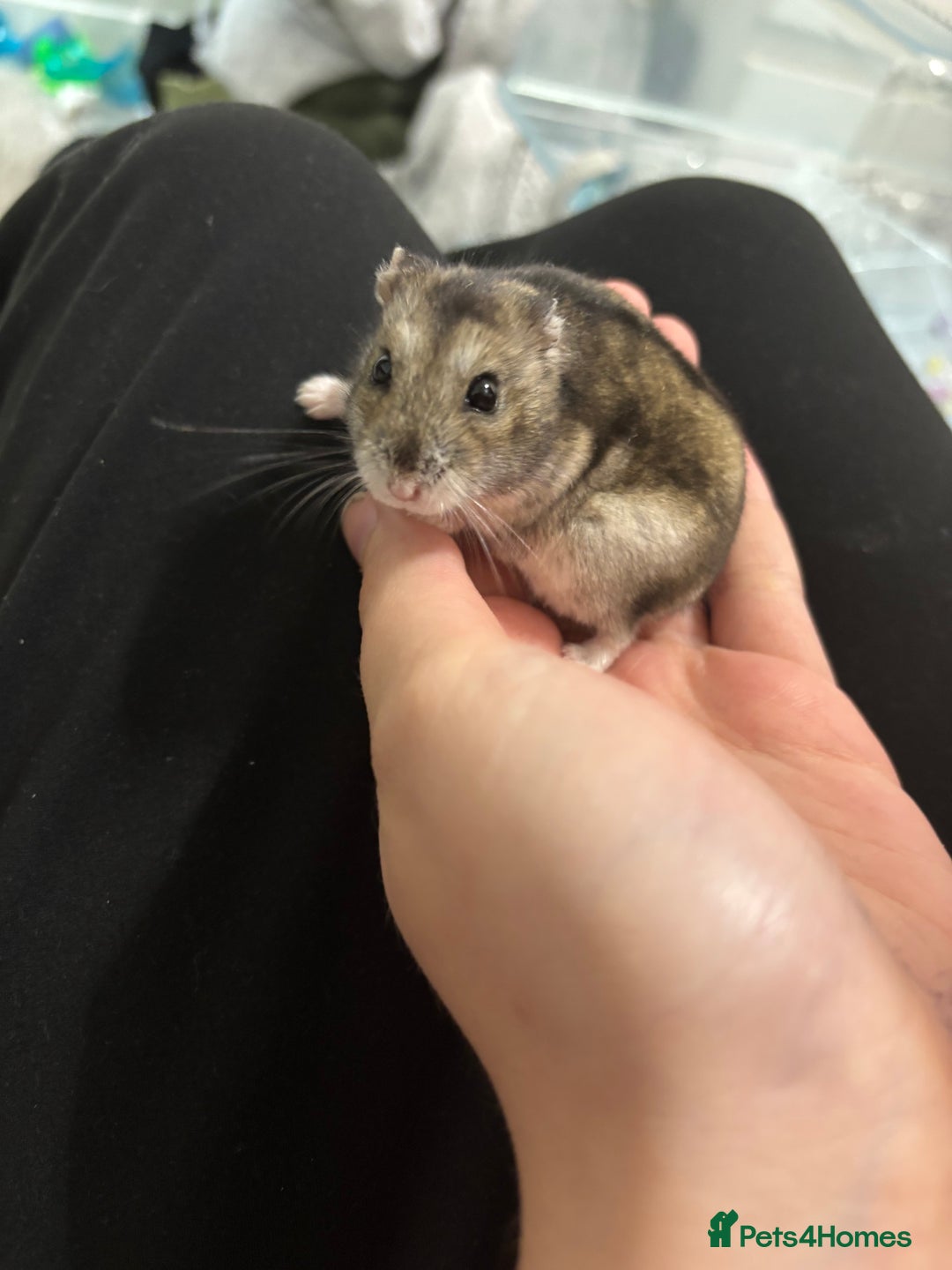 Hamster rodents for sale: Dwarf hamster (with cage) - Image 2