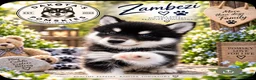 Pomsky dogs for sale: Stunning F3 Pomsky Puppies - Advert 18