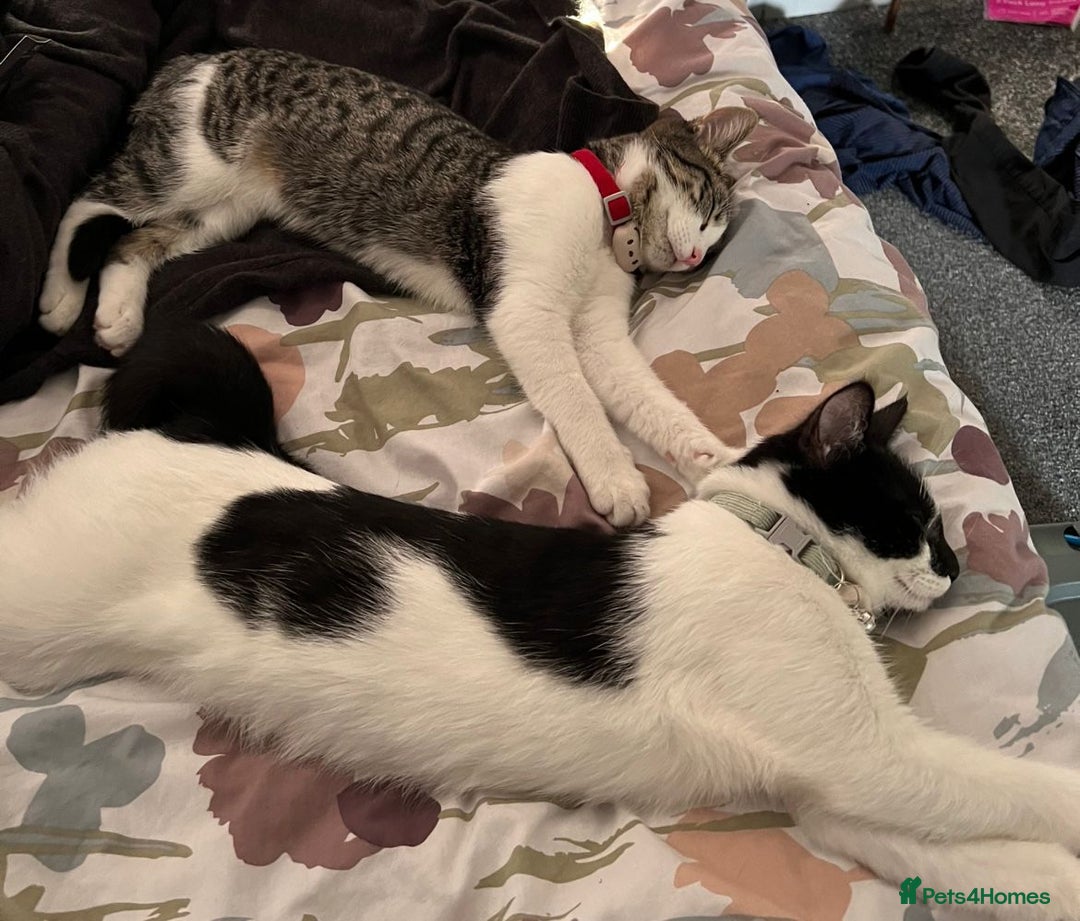 Domestic Shorthair cats for sale: Looking for a loving home for two adorable cats - Advert 4