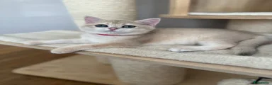 British Shorthair 5