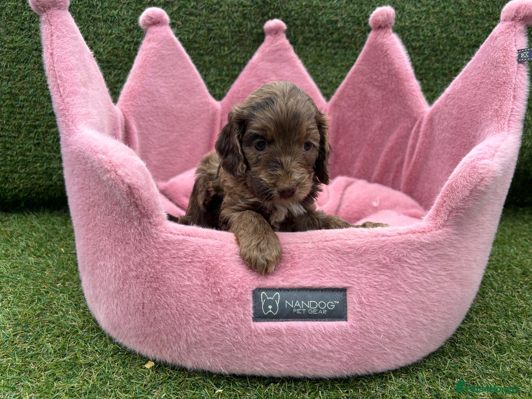 Cockapoo dogs for sale: ⭐️ Stunning Rare Coloured F1 Miniature Cockpoos ⭐️ - Image 30