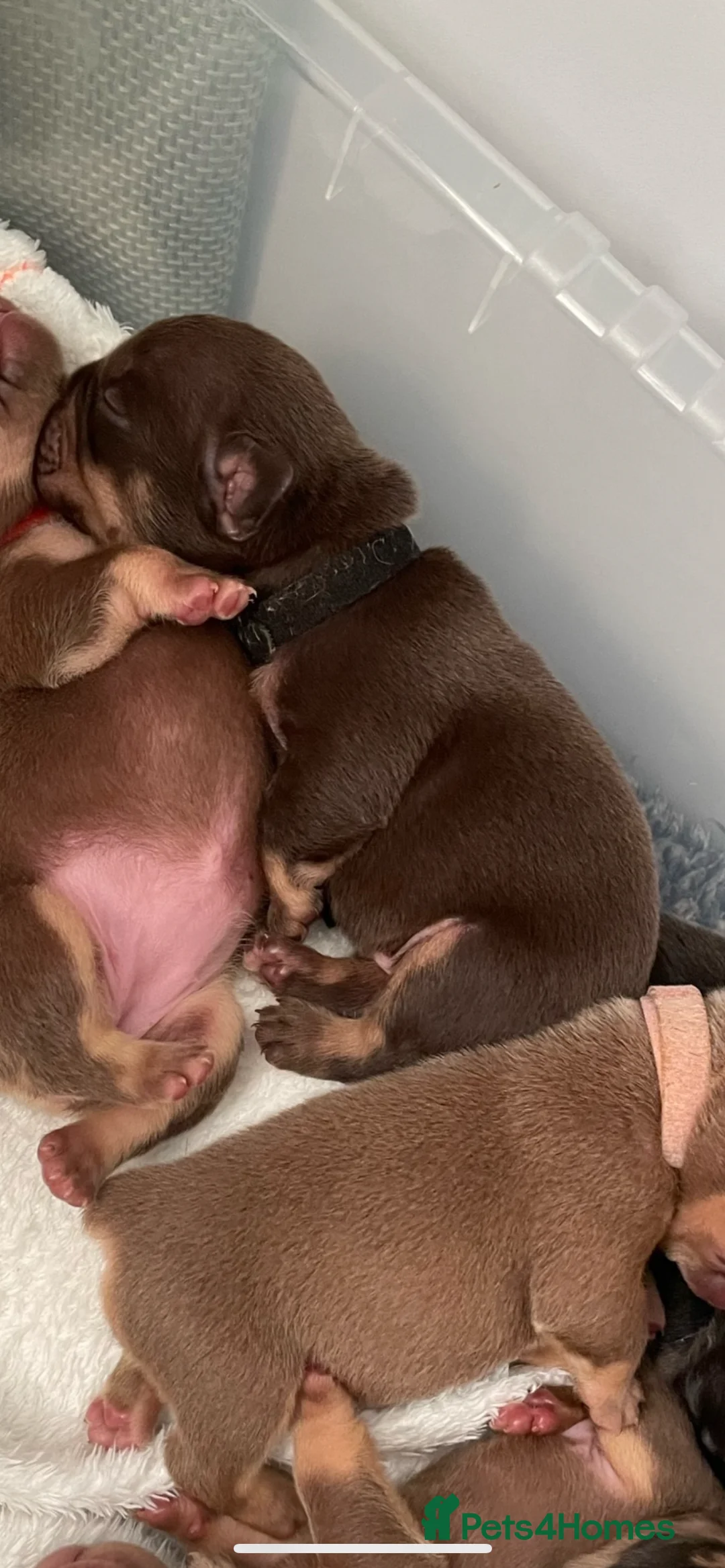 French Bulldog dogs for sale: Frenchies in Chocolate & Tan and Rojo - Advert 20