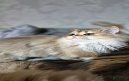 Scottish Fold cats for sale: I girl left! TICA reg. Scottish Fold ready to go - Image 13