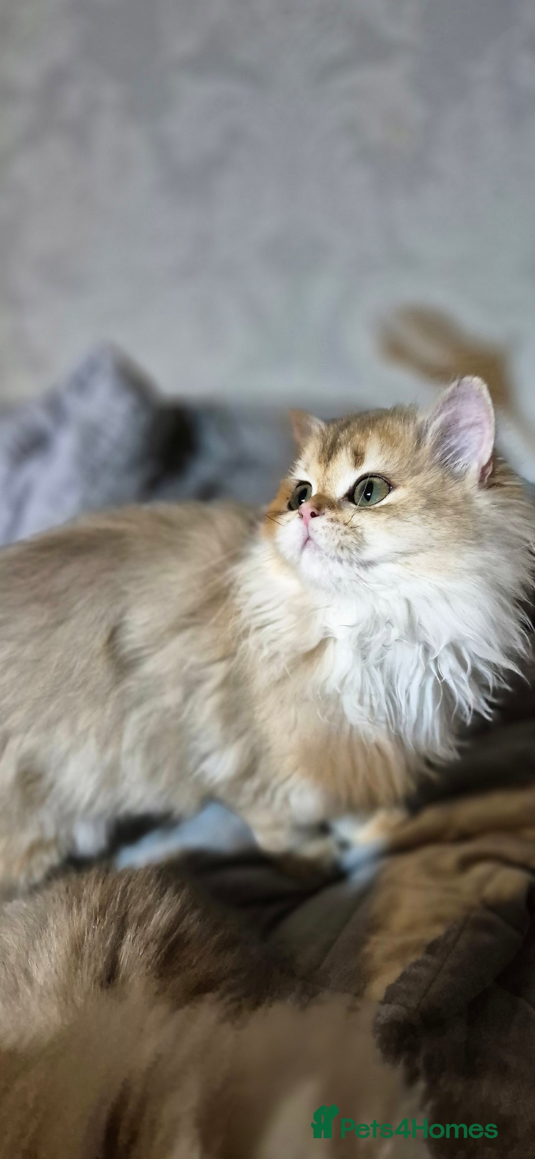 Scottish Fold cats for sale: I girl left! TICA reg. Scottish Fold ready to go - Image 13