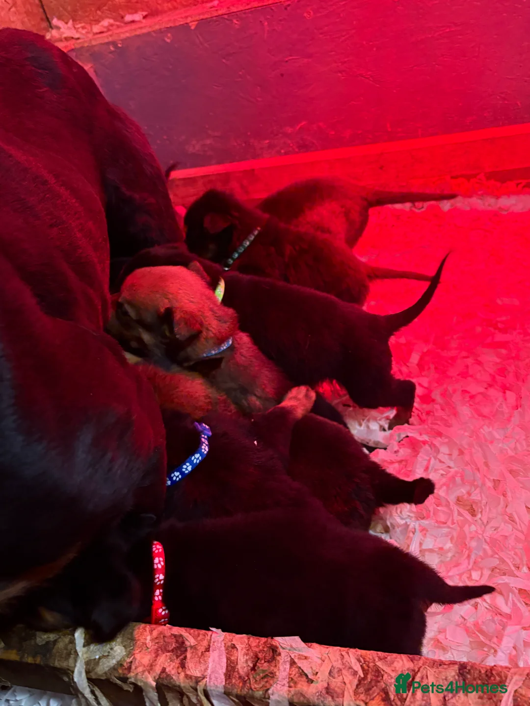 Mixed Breed dogs for sale: Rottweiler x malinois - Advert 7