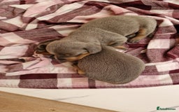 Miniature Dachshund dogs for sale: Miniture dashhound blue and tan - Image 14
