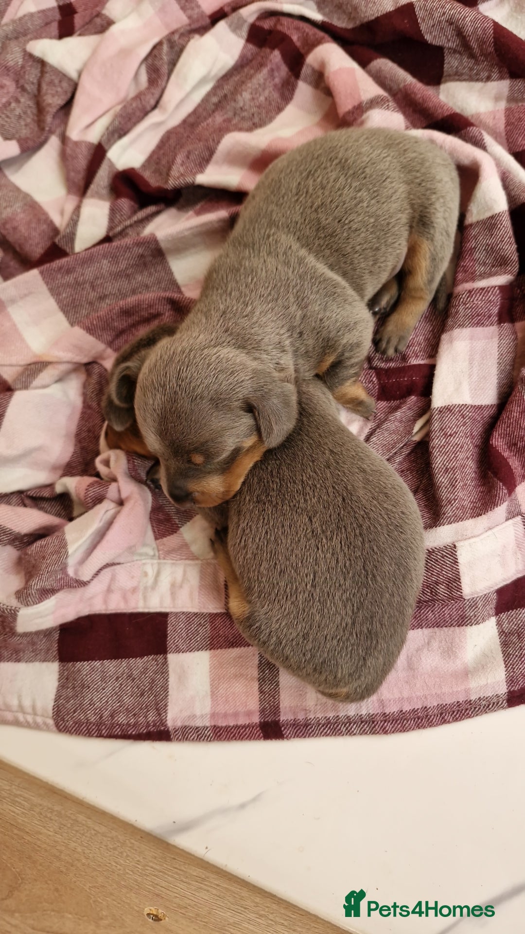 Miniature Dachshund dogs for sale: Miniture dashhound blue and tan - Image 14