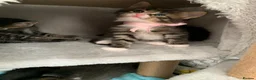 Mixed Breed cats for sale: Beautiful kittens looking for loving home. - Advert 7