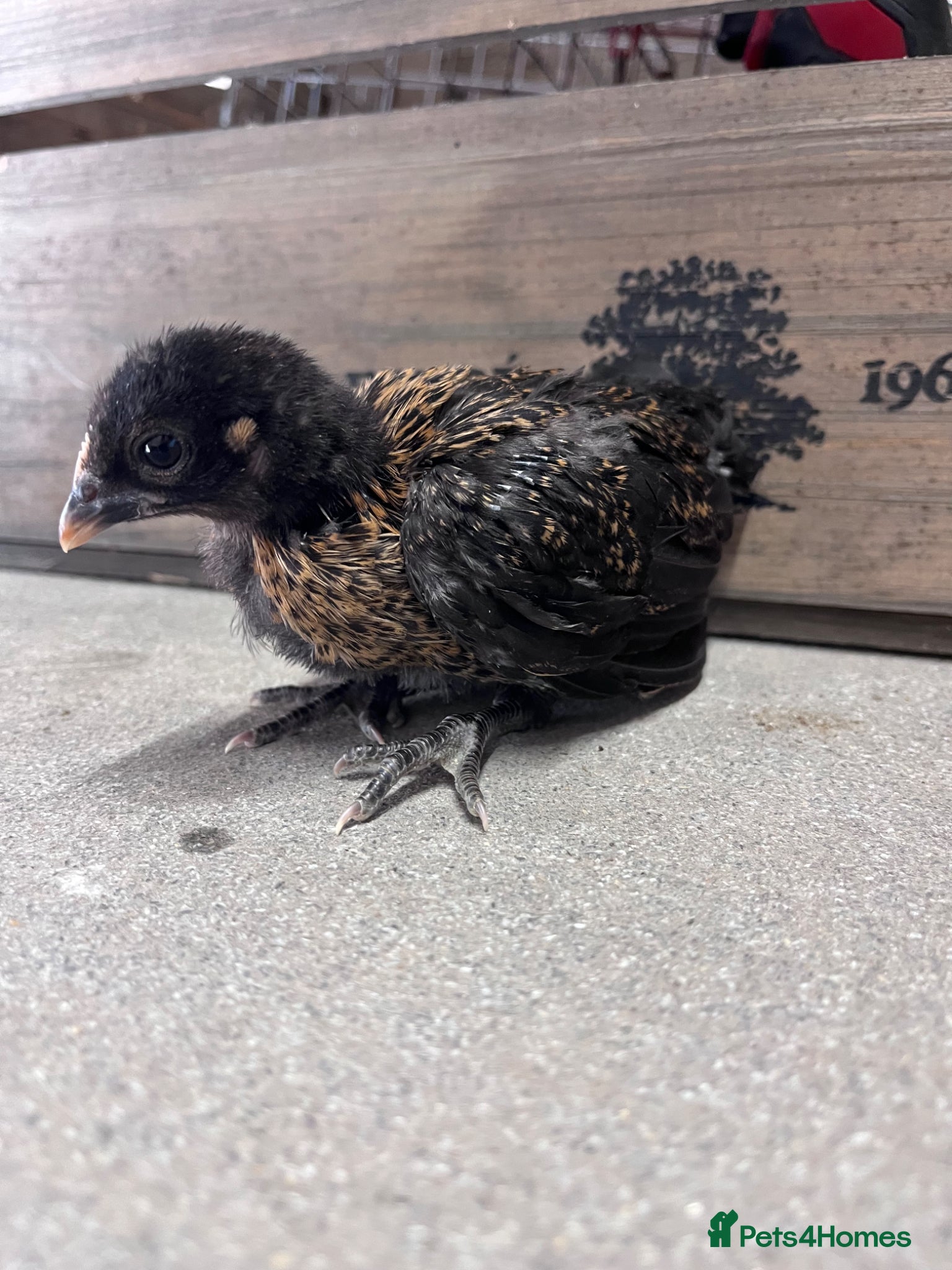 Chickens poultry for sale: Bantams and other breeds of bantam  - Advert 1