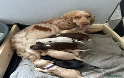 Cocker Spaniel dogs for sale: Stunning litter of Show Cocker Spaniel Puppies - Image 20