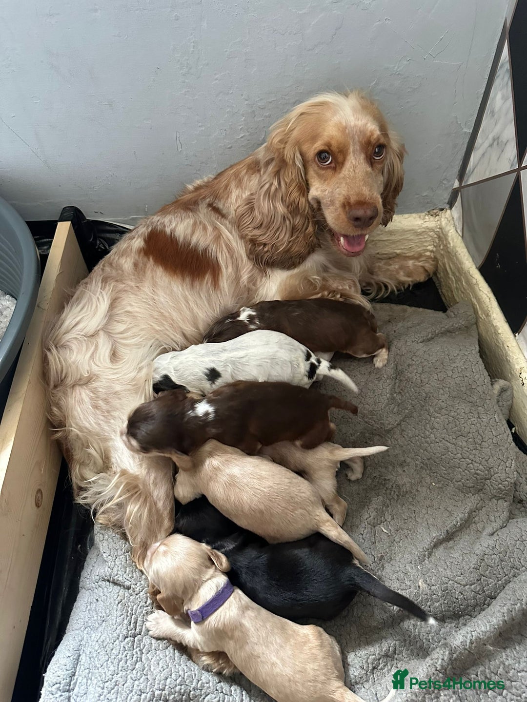 Cocker Spaniel dogs for sale: Stunning litter of Show Cocker Spaniel Puppies - Image 20