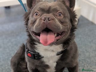 French Bulldog dogs Rfg tested aa lilac quad fluffy carrying testable in Sheffield - Advert 23