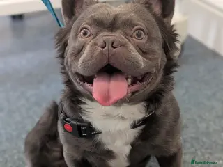 French Bulldog dogs Rfg tested aa lilac quad fluffy carrying testable in Sheffield - Advert 22