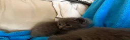 Ragdoll cats for sale: 5 Gorgeous kittens for sale - Advert 10