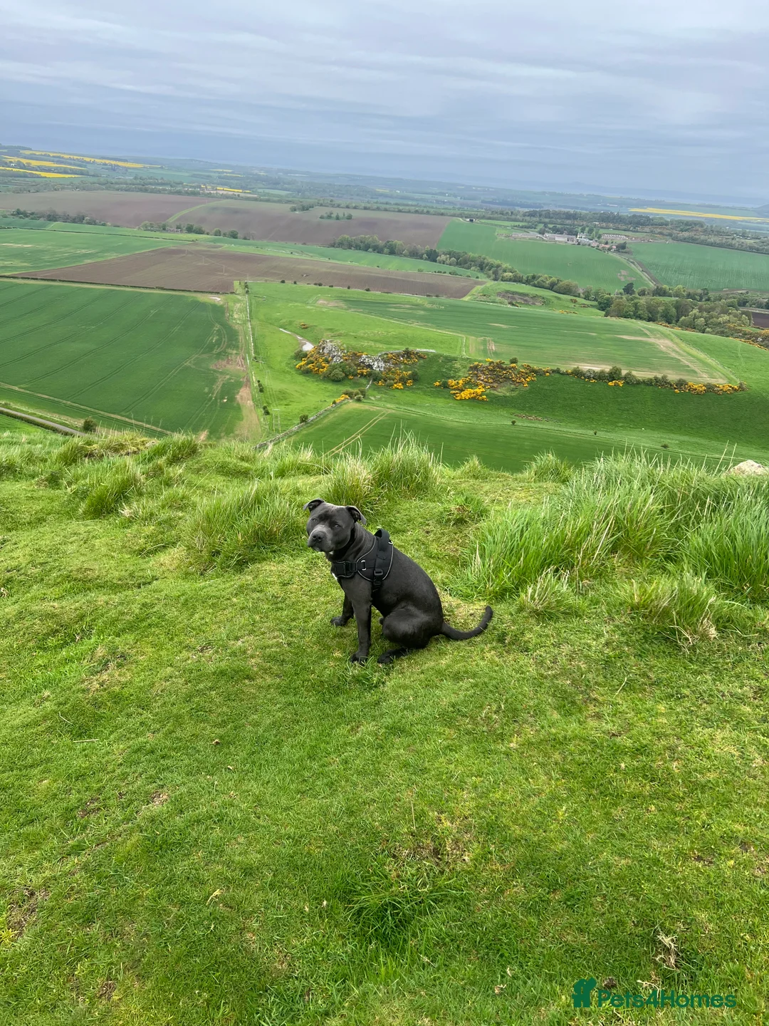 Staffordshire Bull Terrier dogs for stud: 🐾KC Registered Blue Staffordshire Bull Terrier🐾 - Advert 7