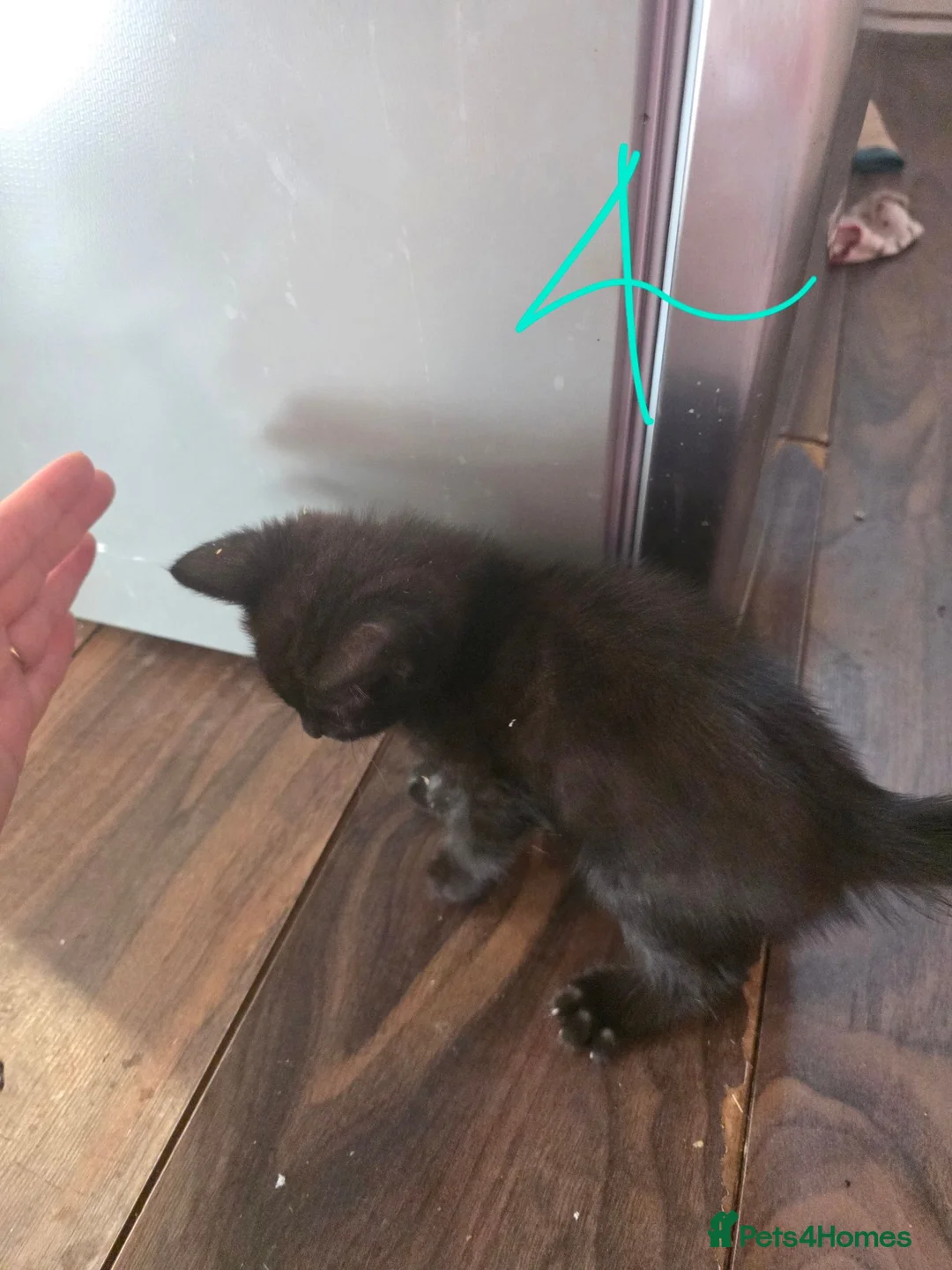 Mixed Breed cats for sale: 4 beautiful kitten who need forever homes in Kidderminster - Advert 9