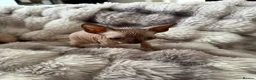 Sphynx cats for sale: Sphynx canadian kittens ready to leave now  - Advert 15