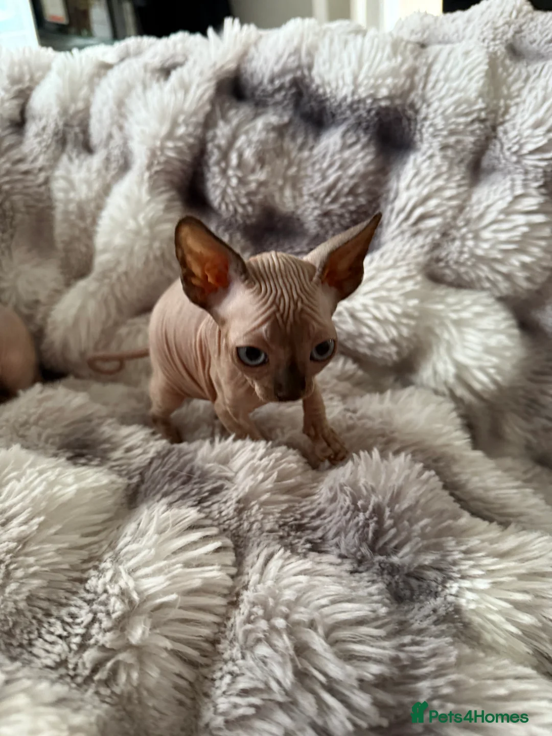 Sphynx cats for sale: Sphynx canadian kittens ready to leave now  - Advert 15