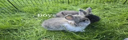 Angora rabbits for sale: ❤️Stunning full- face English Angora Babies❤️ - Advert 19