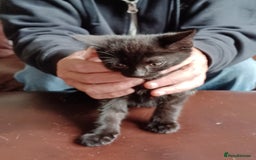 Domestic Shorthair cats for sale: Stunning kittens for sale - Image 21