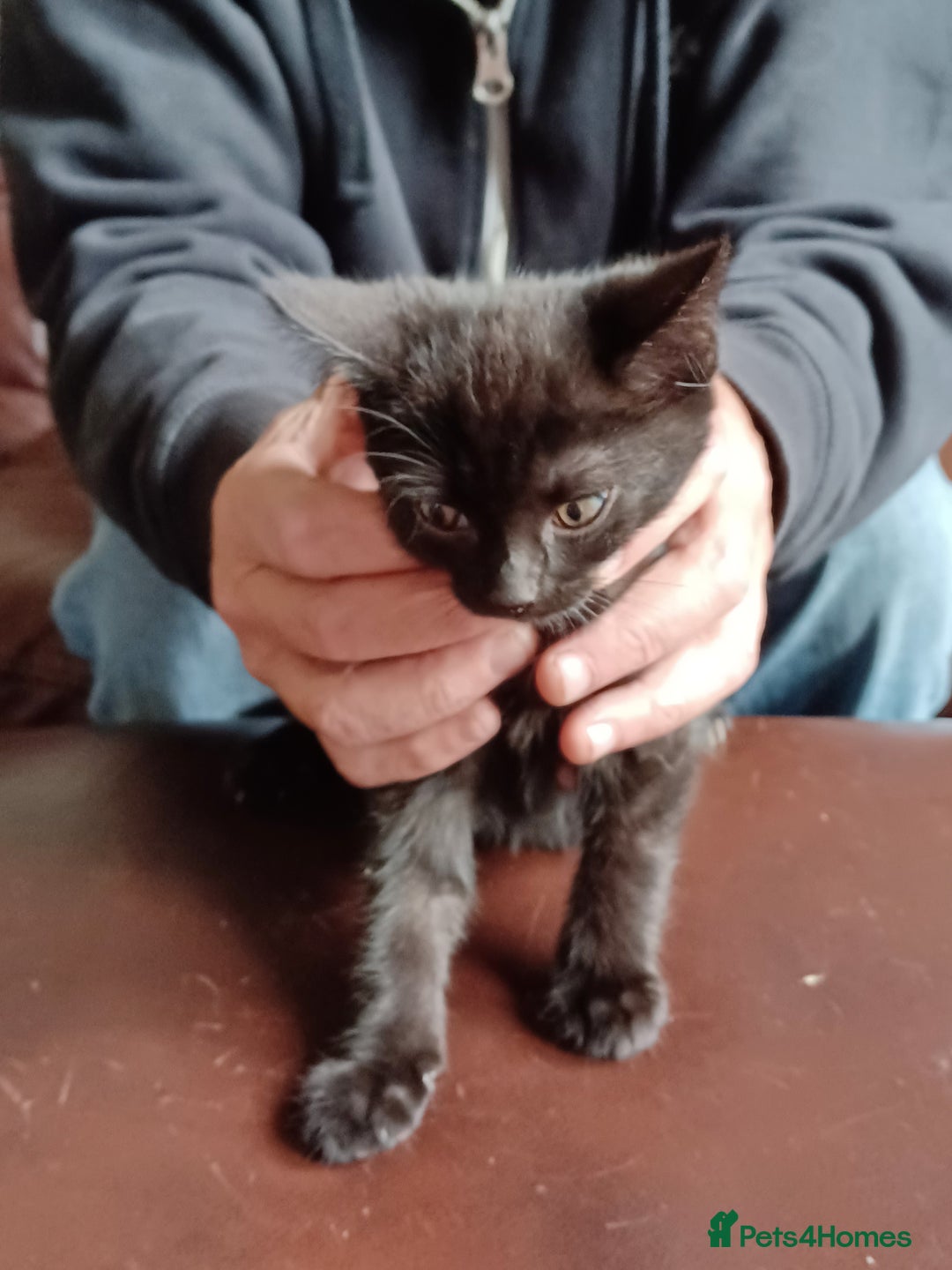 Domestic Shorthair cats for sale: Stunning kittens for sale - Image 21