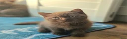 British Shorthair cats for sale: Chocolate & Cinnamon ⭐ British Shorthair Kittens  - Advert 19