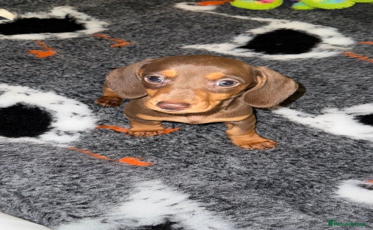 Miniature Dachshund dogs 🩵🩷Stunning KC Reg Mini Dachshunds🩵🩷 - Advert 14