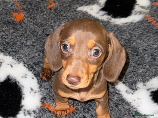 Miniature Dachshund dogs 🩵🩷Stunning KC Reg Mini Dachshunds🩵🩷 - Advert 3