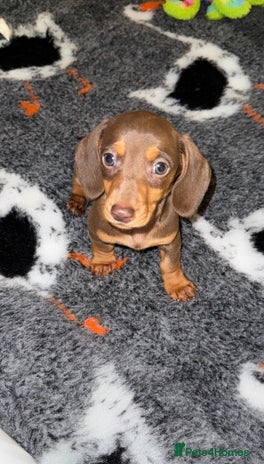 Miniature Dachshund dogs 🩵🩷Stunning KC Reg Mini Dachshunds🩵🩷 - Advert 3
