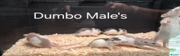 Rat rodents for sale: Baby Dumbo Rat's available, Males & Females  - Advert 17