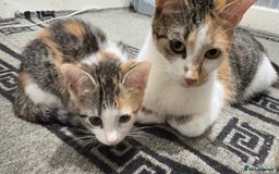 British Shorthair cats for sale: 2 male kittens for sale - Image 4