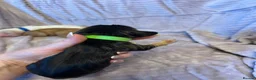 Cocker Spaniel dogs for sale: KC Registered Show Type Cocker Spaniel Puppies - Advert 7
