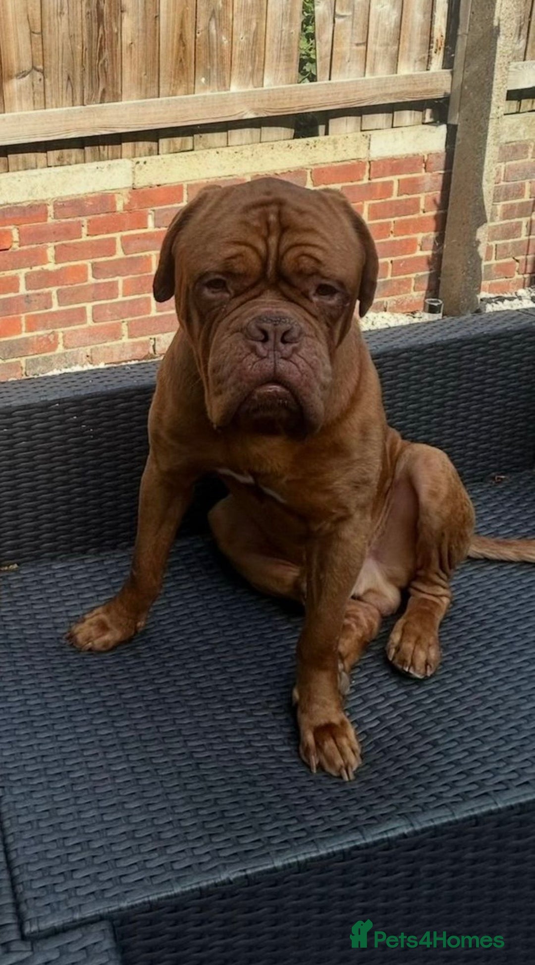 Dogue De Bordeaux dogs for sale: 🐾 Dogue De Bordeaux – Loving Pair for Sale 🐾 - Image 2