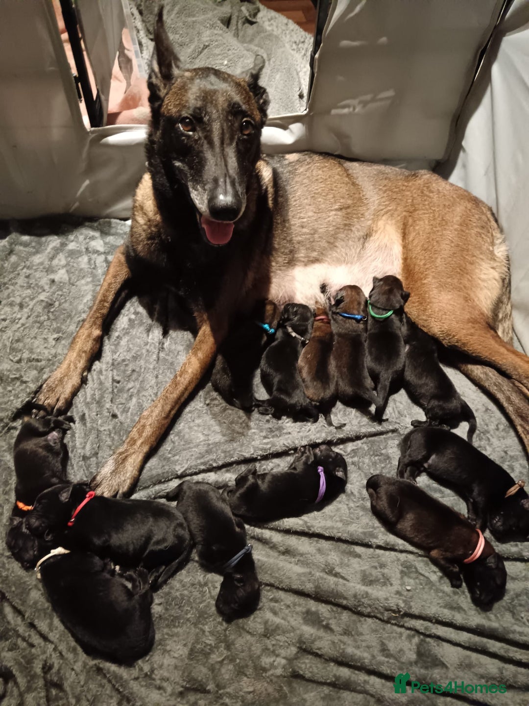 Belgian Shepherd Dog dogs for sale: Stunning Belgian Mali Pups - Image 8