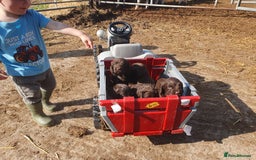 Cocker Spaniel dogs for sale: Chocolate cocker spaniels - Image 3
