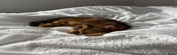 Bengal cats for sale: Beautiful Bengal - Advert 3