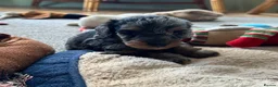 Doxiepoo dogs for sale: Stunning dachshund/poodle pups - Advert 3