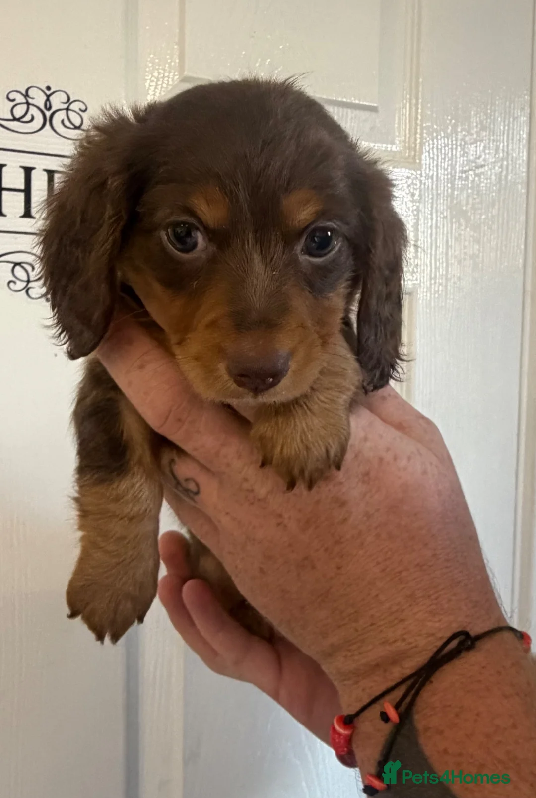 Miniature Dachshund dogs for sale: KC Registered miniature dachshunds  - Advert 29