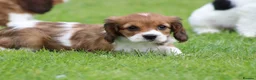 Cavapoo dogs for sale: Beautiful Cavapoo puppies for sale - Advert 12