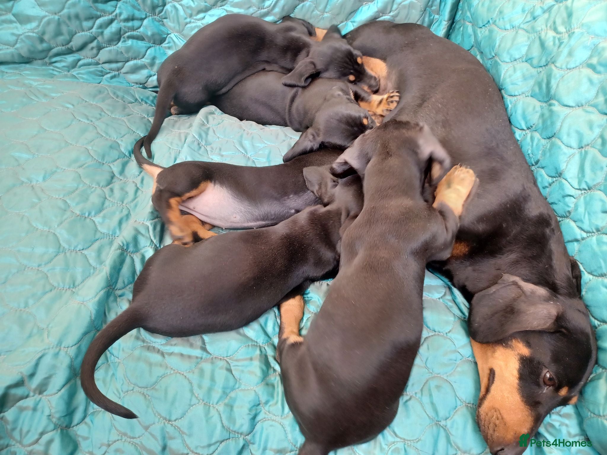 Dachshund dogs 1 Downs Hoppit,Hamlet Hill,Roydon, Cm195jy  - Advert 1