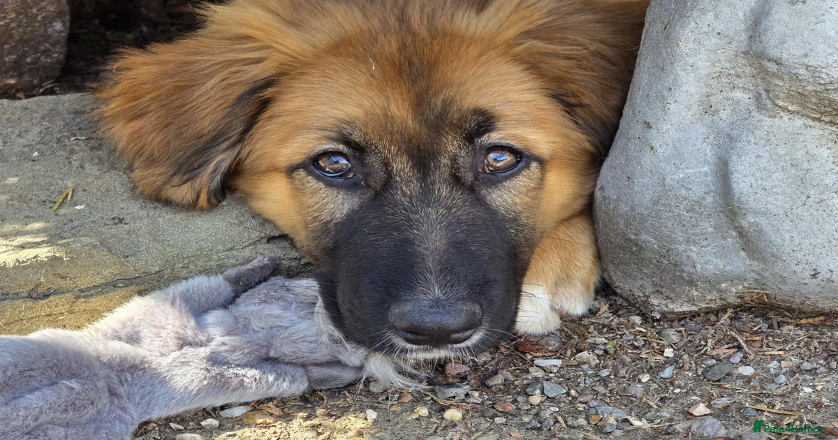 Rare Highland Sheppard Puppies Alabai Cross for sale in Achnasheen ...