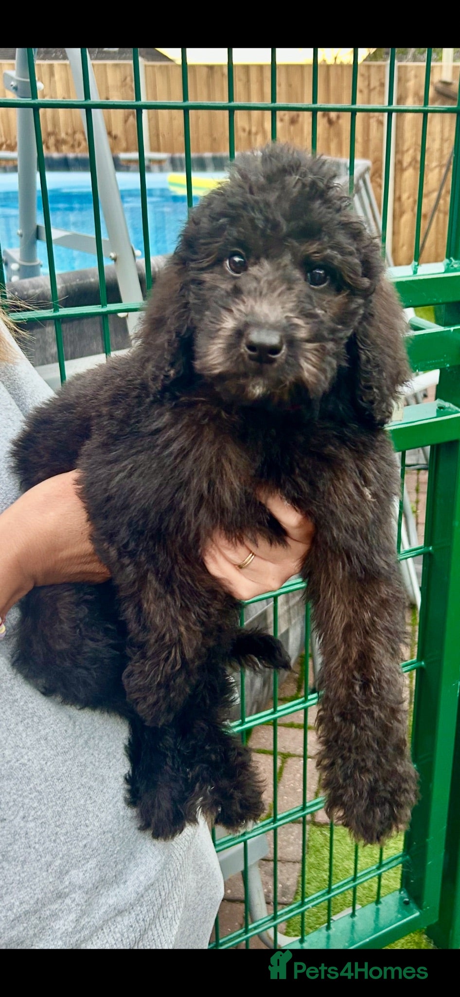 Labradoodle dogs Chunky health tested f1bb standard labradoodles  - Advert 2