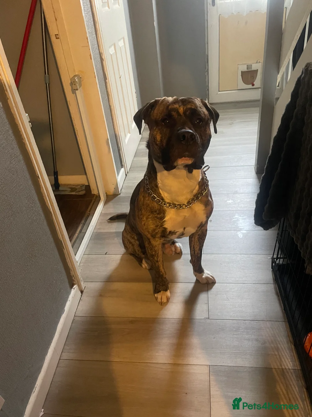 Mixed Breed dogs for sale: American bully X American bulldog puppies  - Advert 5