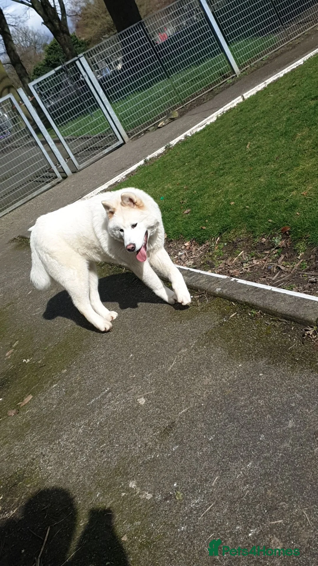 Akita dogs for sale: Male akita name duke  in Bradford - Advert 1