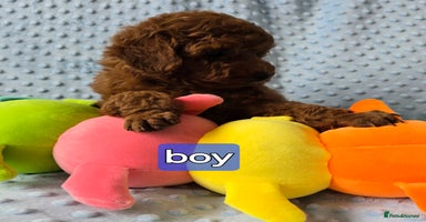 Toy Poodle dogs - Advert 9