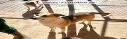 Mixed Breed dogs for adoption: Zelda, 3 yrs old approx. Available for adoption. in Brixham - Advert 6